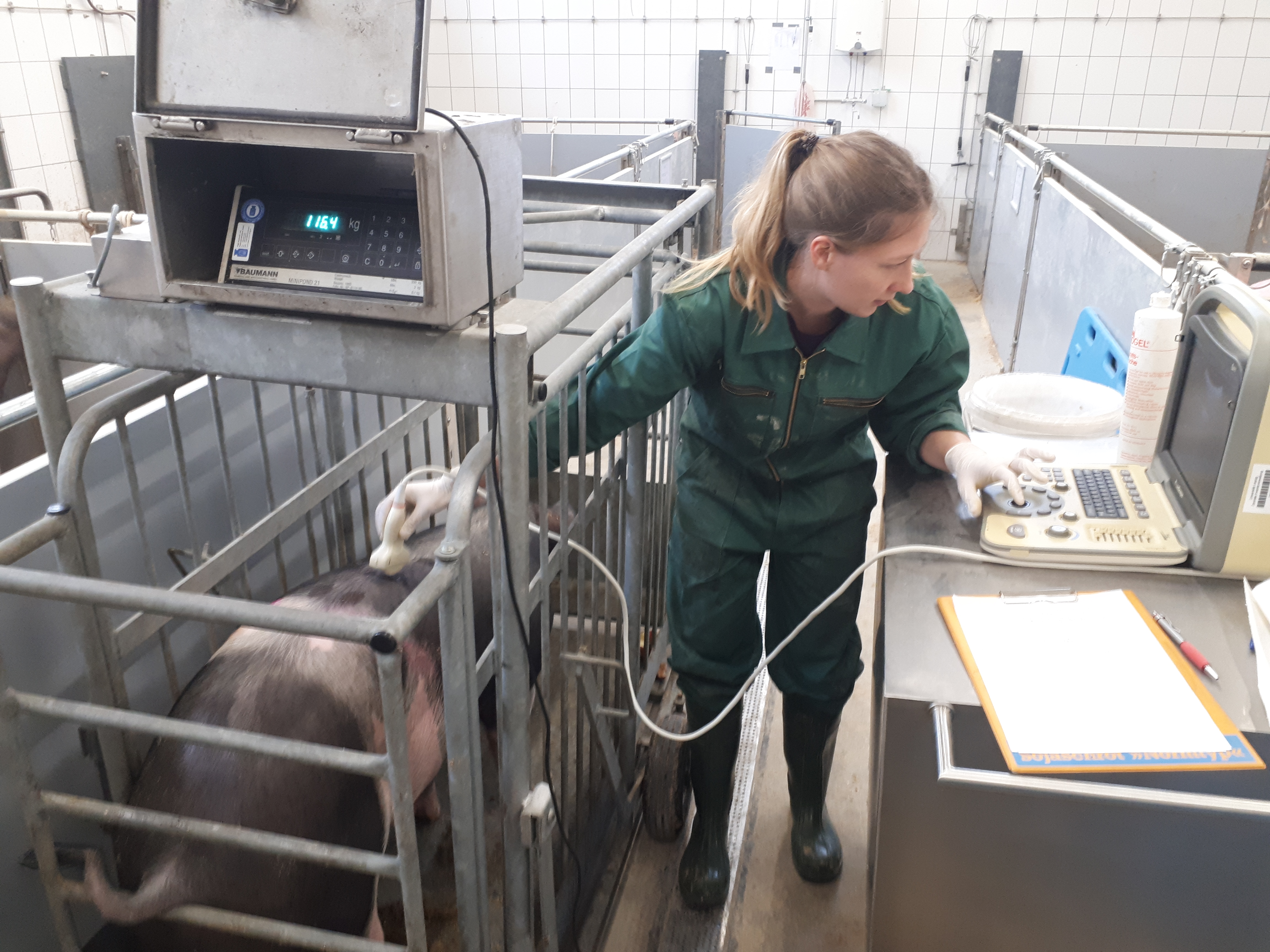 Wiegen der Schweine mit Messung der Rückenspeckdicke mittels Ultraschall